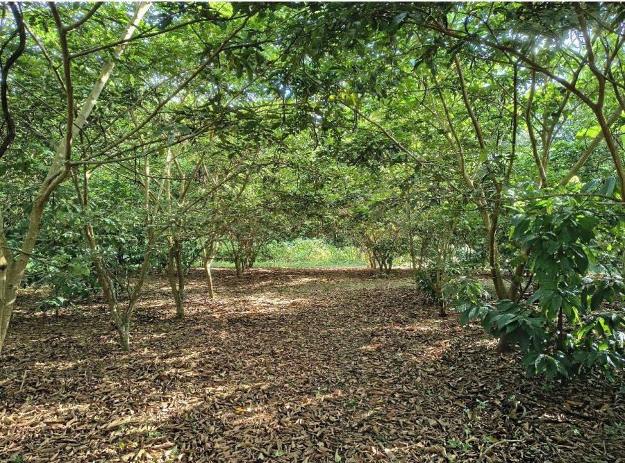 Projeto NanoRad’s conquista medalha de prata no Energy Summit Awards e destaca inovação brasileira na restauração da Amazônia